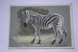 Zebra  By Laptev -  Old Soviet PC 1956 - Zebras