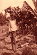 COYAH : DANS LES PLANTATIONS De BANANES / BANANA PLANTATION - ANNÉE / YEAR ~ 1950 (v-421) - Guinée