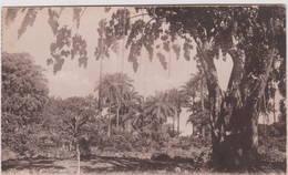 Afrique : GUINEE :  Conakry , Paysage  A  Camayenne - French Guinea