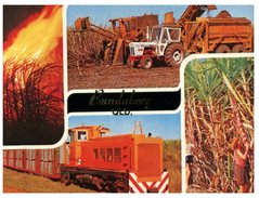 (8000) Australia  - QLD - Bundaberg Sugar Cane Harvest + Train - Sunshine Coast