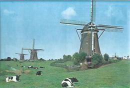 PAYS-BAS : Leidschendam "Moulins à Vent - Leidschendam