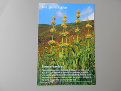 PLANTES LA GENTIANE AUVERGNE - Geneeskrachtige Planten