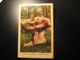 Le CHAMPIGNON D' Apremont Mushroom Mushrooms Champignons Foret De Fontainebleu Post Card France - Paddestoelen