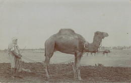 Delcampe - CARTOLINA  CON SCENA  DI  ARATURA  DALLA LIBIA   2 SCAN   (NUOVA) - Libyen