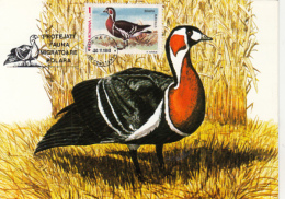 54268- RED BREASTED GOOSE, MAXIMUM CARD, 1990, ROMANIA - Ganzen