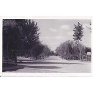 Delcampe - PLNCTPA142-LFTD9086.Tarjeta Postal DE PALENCIA.Arboles,paseos Y Parque De HERRERA DE PISUERGA - Palencia