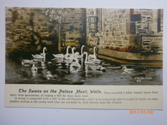 Postcard The Swans On The Palace Moat Wells Somerset By TW Phillips My Ref B1430 - Wells
