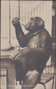 Dierentuin Tiergarten Zoologischer Garten Berlin Zoo Schimpanse Chimpansee Chimpanze Monkey Aap Chimp Chimpanzee - Other & Unclassified
