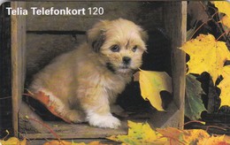 Sweden, 120.038, A Dog Is Looking, 2 Scans. - Schweden