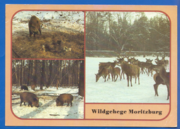 Deutschland; Moritzburg; Wildgehege - Moritzburg