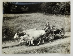 Cca 1968 Schütz István: Ökrös Fogat, Feliratozott Vintage FotómÅ±vészeti... - Sonstige & Ohne Zuordnung