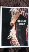 CPM GIRAFE GIRAFON BISOU ED MAGIC CARDS PHOTO CUSHMAN HAYES - Giraffen