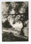 17 - Charente Maritime L'ile D'oléron Plage Ombragée Du Chateau Ed Bergevin 1937 - Ile D'Oléron