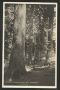 DÜRSRÜTTI BE Bei Langnau Dürsrütiwald Bäume Riesentannen Giant Trees 1932 - Langnau Im Emmental
