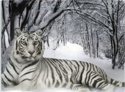 White Siberian Tiger, Postcard Addressed To ANDORRA, With Arrival Postmark - Tigres