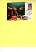 Maxi Carte Nouvelle-caledonie, Ascidies Polycarpa - Covers & Documents