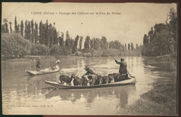 Loire - Passage Des Chèvres Sur La Lône Du Rhône - Loire Sur Rhone