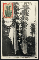 RIO: Palm Trees, Botanical Garden, Maximum Card Of DE/1912, VF Quality - Cartes-maximum