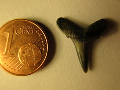 Dent De Requin Fossile Océan Pacifique Polynésie Française Shark's Tooth - Fossiles