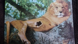 CPSM LION FAUNE AFRICAINE ED MINERVA 1976 - Lions