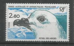 TAAF ANTARTIDA POLO SUR PETREL AVE PAJARO BIRD - Antarctic Wildlife