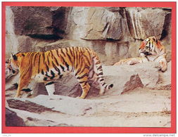 133846 / Tiger (Panthera Tigris) Tigre Panthera Tigris Panthera Tigris - 1987 Bulgaria Bulgarie Bulgarien Bulgarije - Tigres