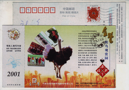 Ostrich Ornamental Farm,China 2001 King Road Special Breeding Farming Company Advertising Pre-stamped Card - Autruches