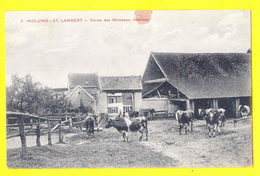 * Sint Lambrechts Woluwe Saint Lambert (Brussel - Bruxelles) * (F. Walschaerts, Nr 2) Ferme Des Moineaux, Vache, Cow Koe - Woluwe-St-Lambert - St-Lambrechts-Woluwe