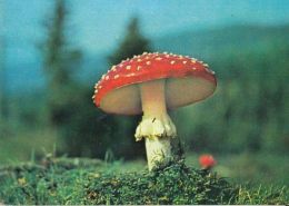 CPA MUSHROOMS - Pilze