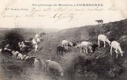 UN PATURAGE DE MOUTONS A COMBRONDE - Combronde