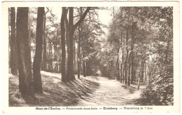 Kluisberg / Mont De L'Enclus - Wandeling In 't Bos / Promenade Sous-bois - Ed. Photo Albert - Kluisbergen