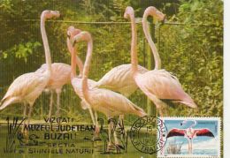 BIRDS, FLAMINGO, CM, MAXICARD, CARTES MAXIMUM, 1989, ROMANIA - Flamingos