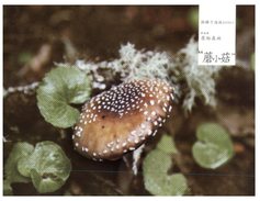 (70)  Mushroom - Champignon - Hongos