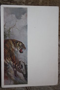 NORTH KOREA Art Postcard PHAECK UHN "Tiger"  - Old PC 1955 - Tiger