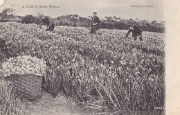 SCILLY ISLES. - A Field Of Scilly Whites . Cliché Rare - Scilly Isles