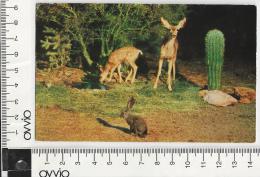 USA) TEXAS EL PASO- Animali Deere And Rabbit- 1958 Viaggiata - El Paso