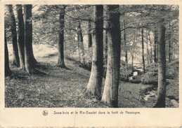 SOUS BOIS ET LE RIS BAUDET DANS LA FORET DE NASSOGNE - Nassogne