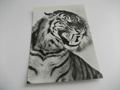 TIGRE TIGER - Tigres