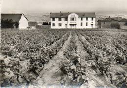 CPSM Dentelée -CHIROUBLES (69) - Aspect Du Groupe Scolaire , De La Mairie Et Du Vignoble Dans Les Années 50 - Chiroubles