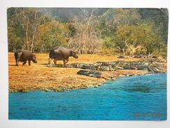 Postcard African Wildlife River Horses [ Hippopotamuses ] & Crocodiles PU 1974 My Ref B223 - Hippopotames