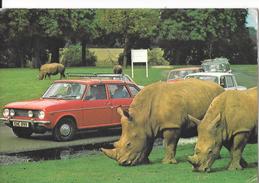 Cartoline Animali-rinoceronte-kingdom - Rhinozeros