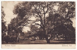 OAKLAND CALIFORNIA - MADISON SQUARE VIEW - MAN STANDING - 1910 Vintage Postcard [6993] - Oakland