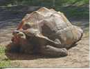 Galapagos Giant Tortoise - Tortues