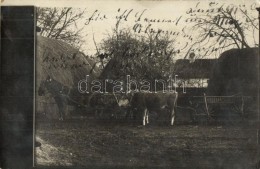 T2/T3 1909 FelsÅ‘bencsek, Bencecu De Sus; Tehéngazdaság / Cattle, Farm, Horses, Photo (EK) - Unclassified