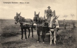 ** T1 Campagna Romana. Attaco Di Muli / Rural Italian Peasant, Folklore - Non Classés