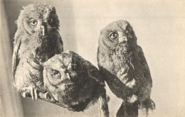 ** T1/T2 Owls. Junge Zwergohreulen, Scops Scops - Ohne Zuordnung