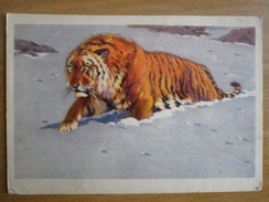 Siberian Tiger By Trofimov  - OLD PC  1956 - Very Rare - Tijgers