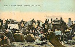 A-17-1629  :  YEMEN.   ADEN . CAMELS. CARAVAN AT REST SHEIKH OTHAM - Yémen