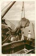 A-17-1630  :  YEMEN.   ADEN . CAMEL PASSENGER ON BOARD - Yémen