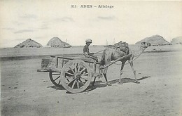 A-17-1634  :  YEMEN.   ADEN . CAMEL. ATTELAGE - Yémen